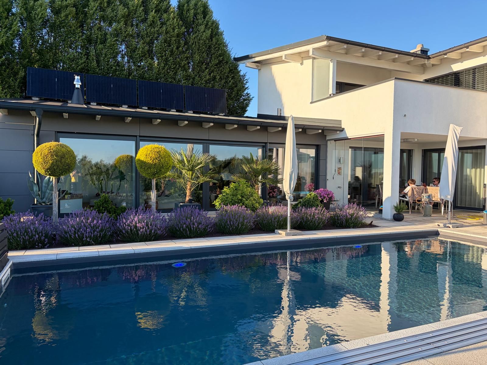 Pool mit Lavendelbeet und Palmen im Privatgarten